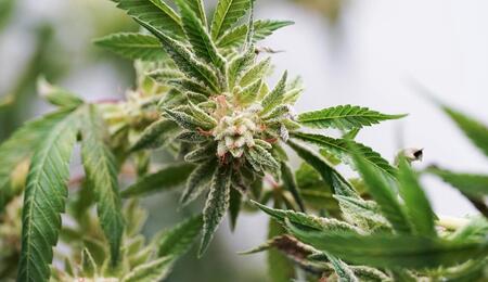Guía de cultivo de marihuana de exterior e interior.