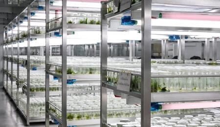 Résistance variétale : l’avenir du cannabis face au HLVd