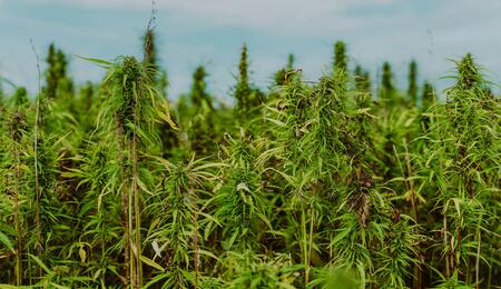 Hanfölkraftstoff kann dazu beitragen, eine grünere und nachhaltigere Zukunft zu gestalten.