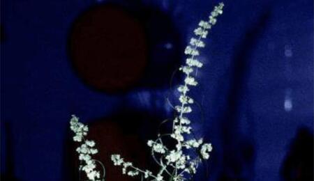  Aux origines de la Haze : chronique d’une sativa devenue légende