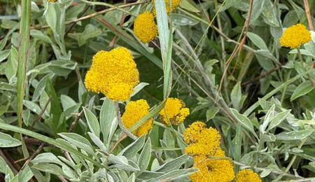 Helichrysum umbraculigerum : une source inédite de Cannabinoïdes