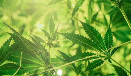 Unterschied Hanf und Cannabis? Mehr über Botanik, den 0,3% THC-Grenzwert und warum die Nutzung über die Wirkung entscheidet.