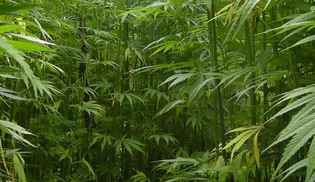 USA : interdiction des produits THC issus du chanvre