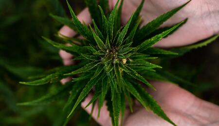 Hermaphroditic cannabis - how to recognize and solve them?