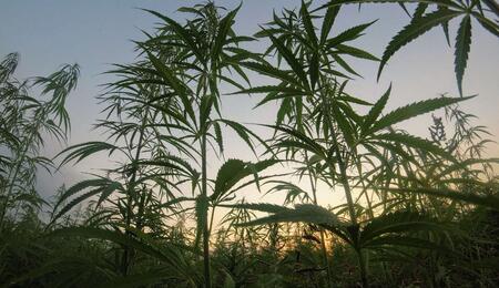 Historie marihuany: Jak se „kytka“ dostala do celého světa