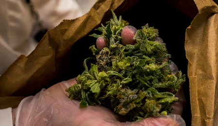 Why is my weed not drying properly? Drying tips for cannabis