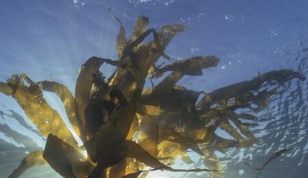 L’autre plante du mois : le Kelp