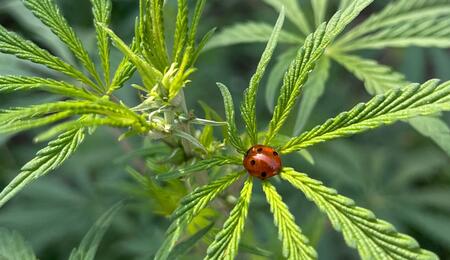 Composés volatils induits par les herbivores : l'arme olfactive secrète des végétaux