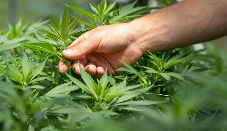 There are many factors that can cause your cannabis plant to become sick