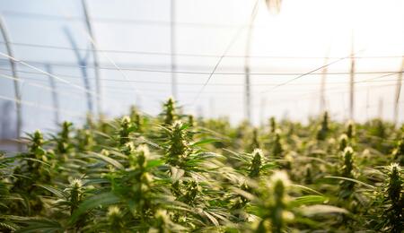  The environmental effects of growing cannabis often highlights  illegal indoor cultivation & the issues of excessive electricity & water consumption