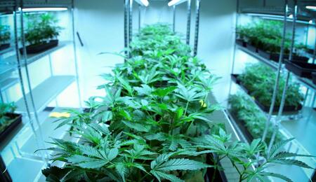 carbon filtering is essential for indoor cannabis growers looking to manage odour effectively