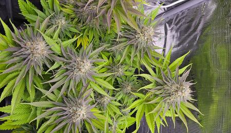 Translocation is a crucial process in the cannabis plant that facilitates the movement of vital compounds produced during photosynthesis