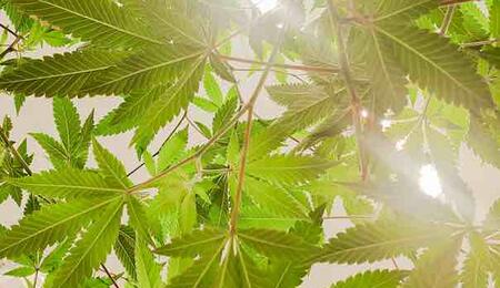 Hemp is a multipurpose, eco-friendly, and rapidly growing plant that is grown for a variety of industrial, nutritional, and therapeutic purposes