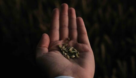 Cannabis seeds are dormant organisms that require careful handling and storage to maintain their viability