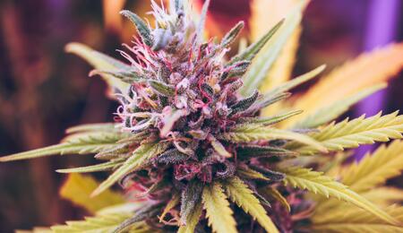 The pink colouration of cannabis is primarily influenced by two factors: genetics and the environment.