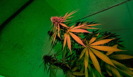 A quality tent should be the appropriate size for your plants while also providing enough room for equipment such as ventilation systems and carbon filters