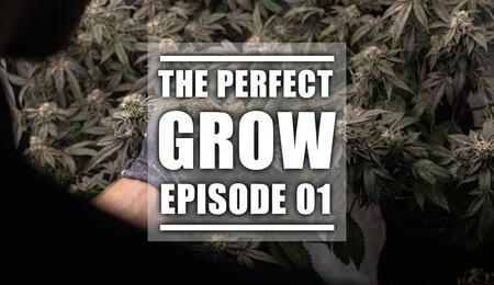 The Perfect Grow: dowiedz się jak uprawiać konopie w 10 odcinkach