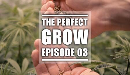 The Perfect Grow Ep. 3: Picking the Perfect Seed From the Best Weed Strains