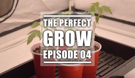 The Perfect Grow, deel 4: Het ontkiemen van de zaden