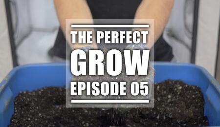 Bentornati nel canale di Soft Secrets per la serie “The perfect grow”!