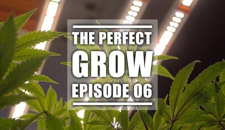 The Perfect Grow Episode 6: Das richtige Licht