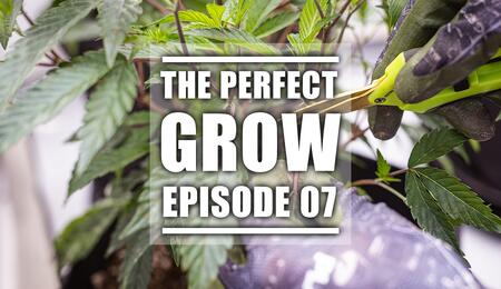 The Perfect Grow Ep. 7 - Topping, Training, Wachsen!