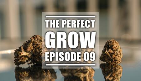 The Perfect Grow, Ep. 9: Harvest, Drying & Curing