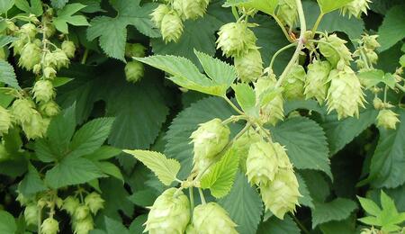  Humulène : le terpène du cannabis et du houblon