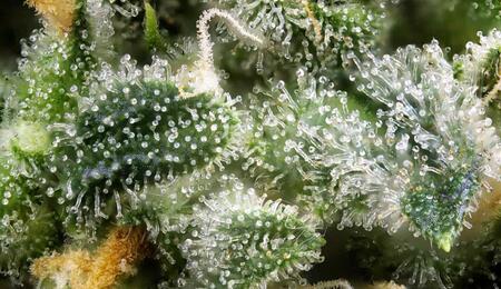 Approfondimento: il ruolo dei terpeni della cannabis