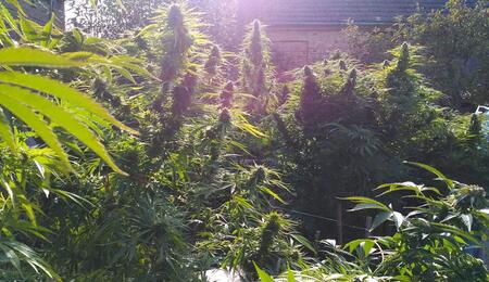 The Different Ways to Grow Cannabis Buds Outdoors 