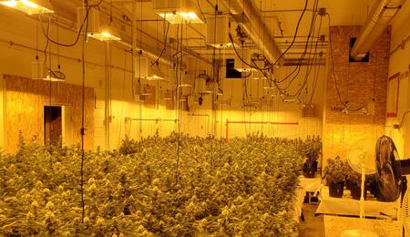 10 Tops Tips on How to Keep a Clean and Tidy Indoor Cannabis Grow Room