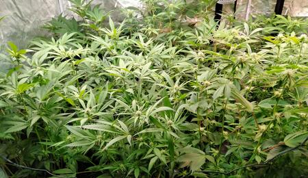 12 Top Tips for Setting Up an Indoor Marijuana Grow Room