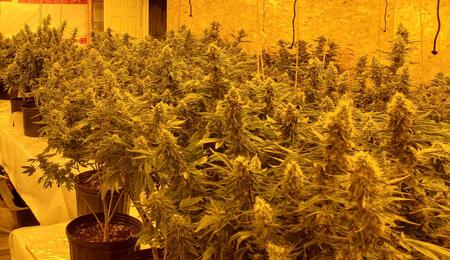 Why Switch to Hydroponics for Cannabis in 2026?