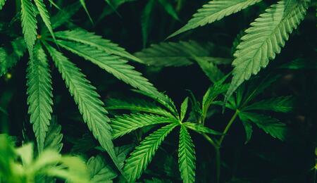 Was ist das Cannabis Experiment? 