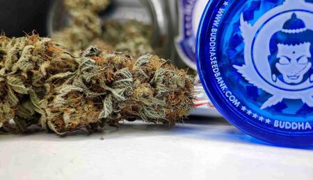 Cómo cultivar cogollos de marihuana premium?