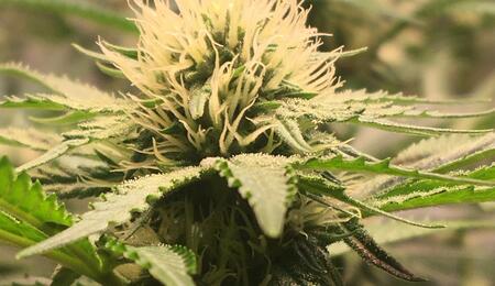 Selenskyj möchte medizinisches Cannabis legalisieren 