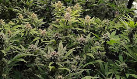 Learn the art of phenohunting cannabis! Find the best phenotype based on yield, terpenes, and traits to select your perfect, high-performing mother plant.
