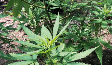 Esquejes de marihuana en vegetativo.