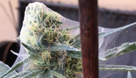 9 Top Tips on Growing The Best Quality Cannabis Buds Outdoors