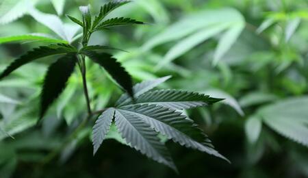 Incorpora molbideno al cultivo de cannabis.