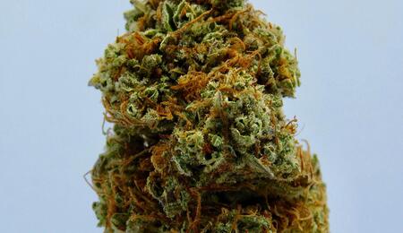 Indica: The Most Potent Strains
