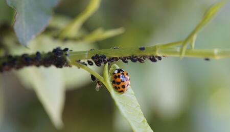 Insekten beim Cannabisanbau - Freund oder Feind?