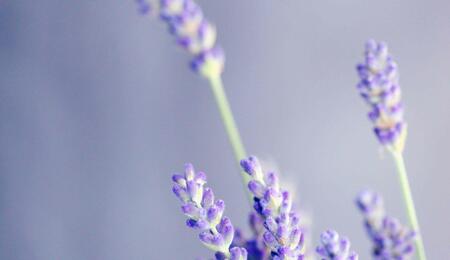 Incorporating lavender with cannabis could be a game-changer for those seeking relaxation and stress relief.