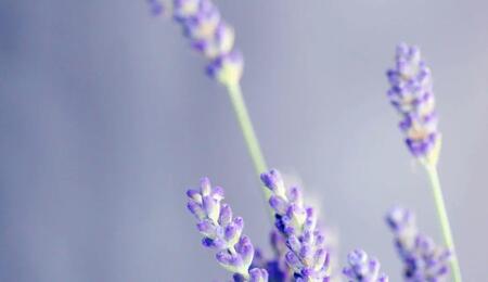 Cannabis und Lavendel sind durch das Terpen Linalool für ihre entspannenden und beruhigenden Eigenschaften bekannt.
