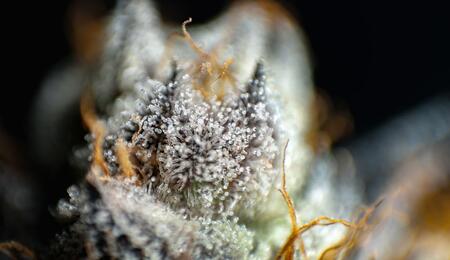 trichomy