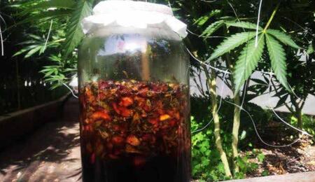 Jus de plantes fermentés