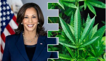 Kamala Harris promises to legalize recreational marijuana