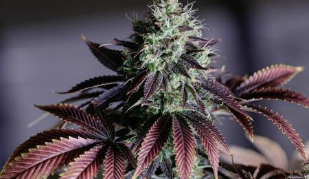 Kde se bere fialová barva listů konopí?