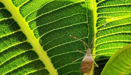  The best way to defend against bugs is to take proactive measures to prevent them from the start