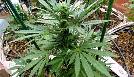 Variedad de marihuana Ketama